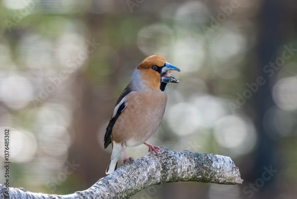 Obraz Hawfinch on a branch of a birch tree