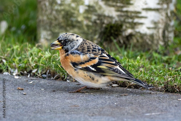 Obraz Brambling on a garden terrace