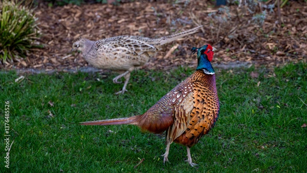 Obraz Male pheasant with a female pheasant in the background