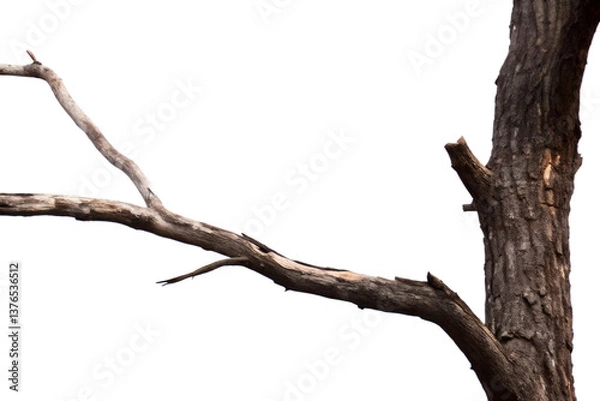 Fototapeta Tree's Abstract Silhouette: A solitary tree, captured in a low-angle shot, showing its sturdy trunk and graceful branches, evokes a feeling of resilience and timeless beauty.