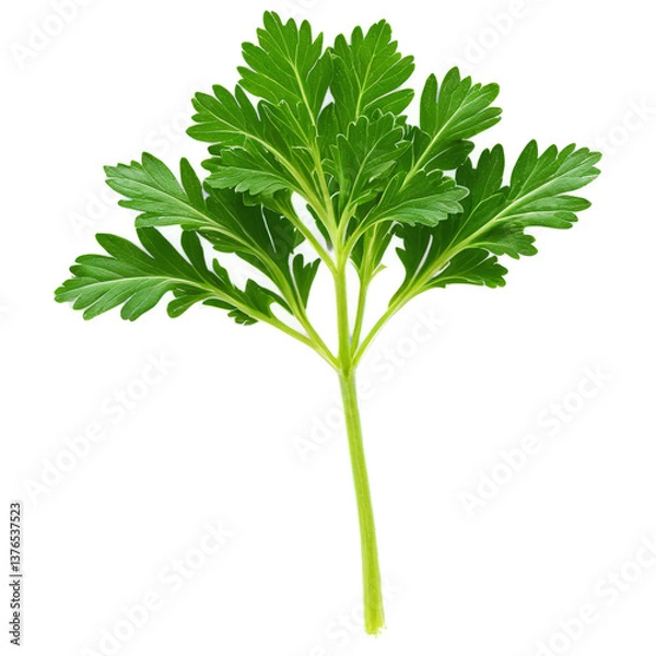 Obraz Parsley isolated on transparent background