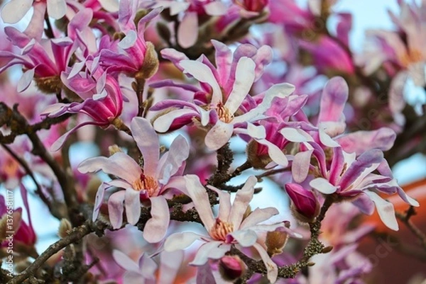 Obraz blühender Magnolienbaum