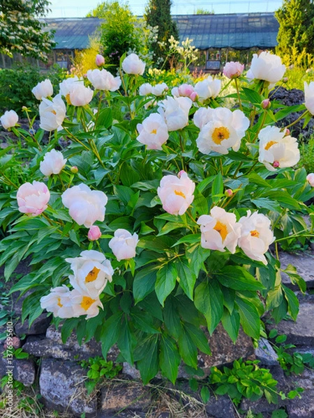 Fototapeta A lush bush of bright peony flowers. They bloom in the garden on a sunny summer day.