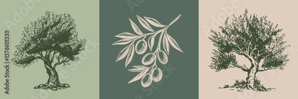 Obraz Olive tree and branch  hand drawn illustrations, sketch. 
