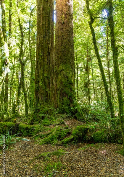 Fototapeta Lush green rainforest on Lake Gunn Nature Walk near Highway 94 to Milford Sound in South Island, New Zealand