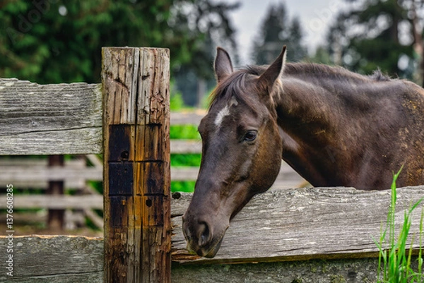 Fototapeta 2023-12-31 A DARK COLORED HORSE RESTING HIS HEAD ON A FENCE RAIL WITH NICE EYE AND A WHITE SPOT OF HIS FOREHEAD WITH A BLURRY BACKGROUND IN TACOMA WASHINGTON