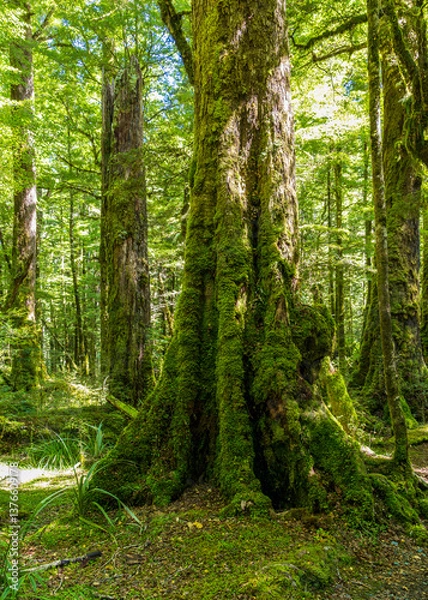 Obraz Lush green rainforest on Lake Gunn Nature Walk near Highway 94 to Milford Sound in South Island, New Zealand