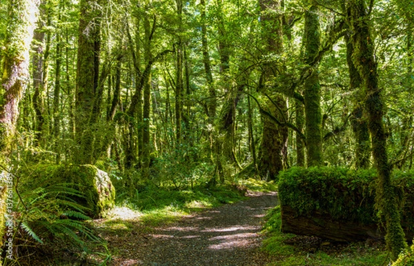 Fototapeta Lush green rainforest on Lake Gunn Nature Walk near Highway 94 to Milford Sound in South Island, New Zealand