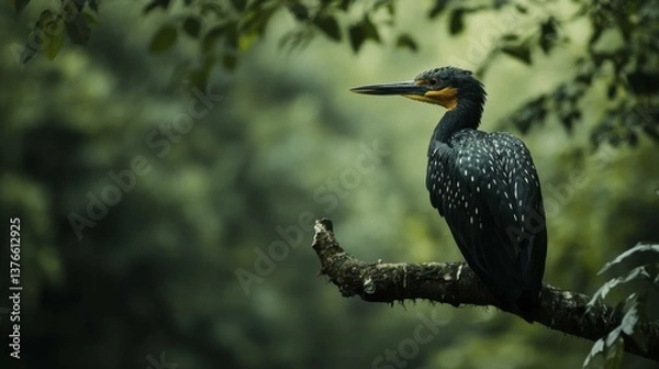 Fototapeta Spot-billed Cormorant Perched on Mossy Branch Amidst Lush Green Forest, Wildlife Nature Observation