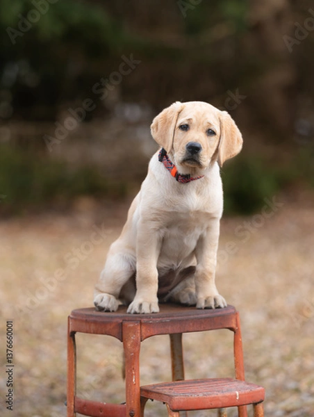 Obraz yellow labrador puppy sitting on rusty step stool