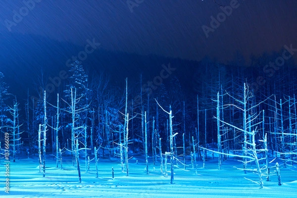 Obraz ライトアップされた美瑛白金の青い池