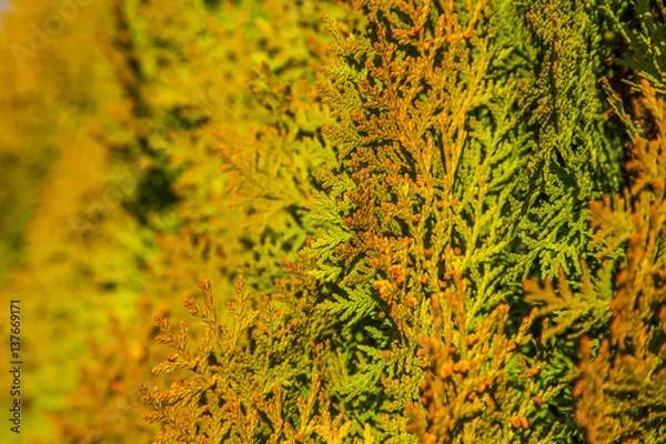 Fototapeta Lebensbaum