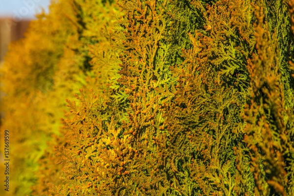 Fototapeta Lebensbaum