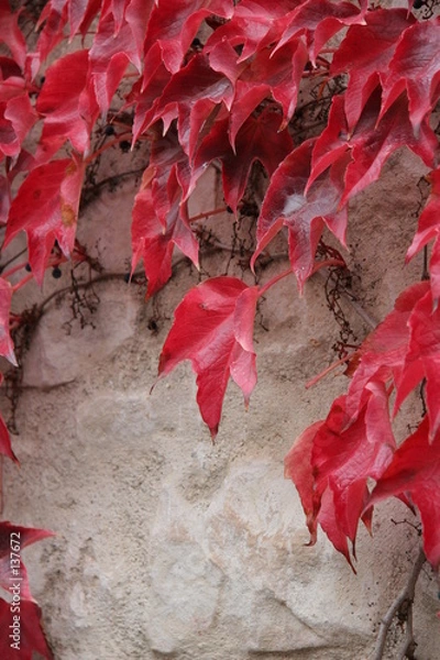 Obraz vigne vierge 2