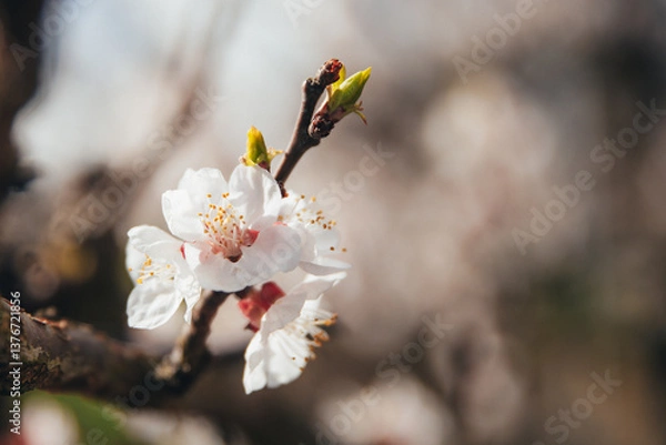 Fototapeta White and pink apricot flower in the center of the frame against the background of opening buds