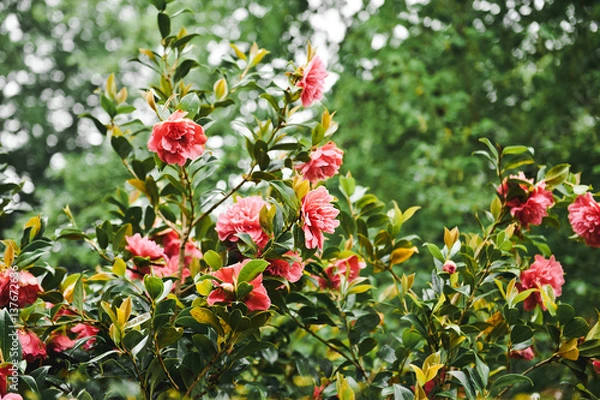 Obraz Pink camellia flower blooming in the garden