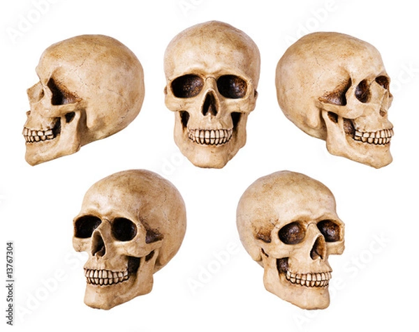 Fototapeta synthetical skull many angle view on white with clipping path