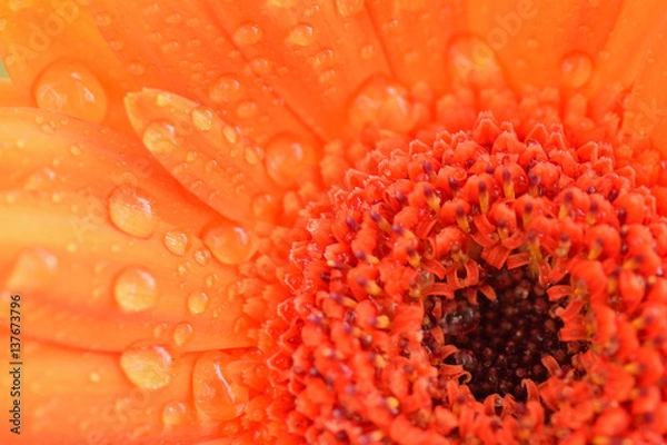 Obraz Macro texture of orange colored daisy flower surface with water droplets in horizontal frame