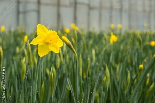Fototapeta Young yellow daffodils with a large number of flowers and buds in yellow pots are put up for sale in the spring in the greenhouse of the shopping center.