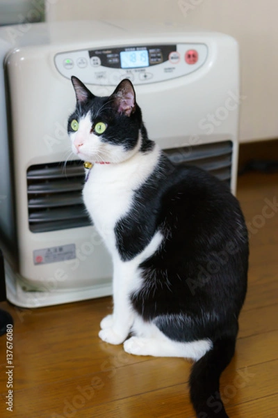 Fototapeta 白黒ハチワレ猫