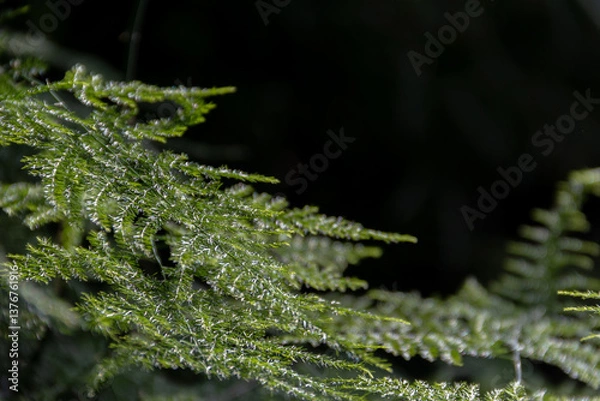 Obraz Asparagus plumosus with brightly rich green leaves on a dark background. Long, shallow leaves. Plant green background.
