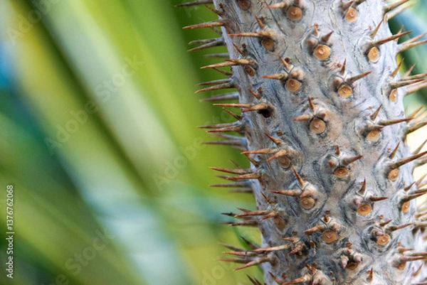 Obraz Plant cactus macro. Cactus needles close up. Blurred background.