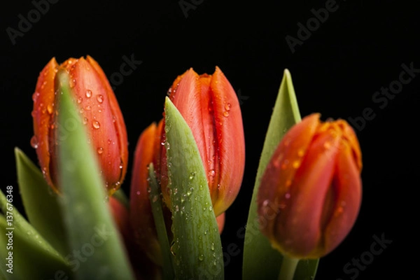 Obraz Tulipany na prezent