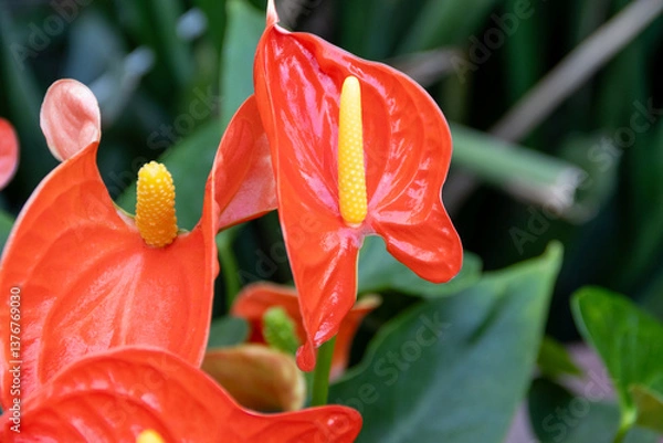 Obraz Anthurium flower close-up. Beautiful flowers in the botanical garden