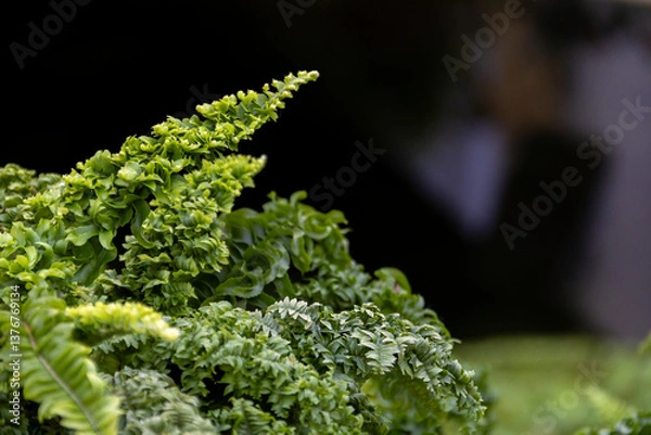 Obraz Nephrolepis exaltata. dark background. The Sword Fern. Fresh green fern bush in detail, looking into bush of fern in forest.