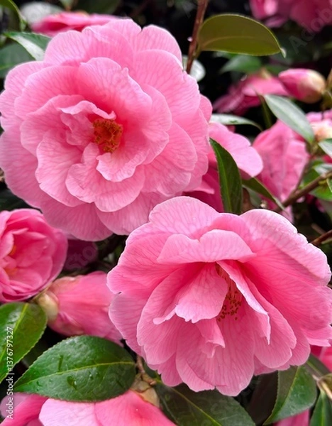 Fototapeta A pink camellia blooming in the spring