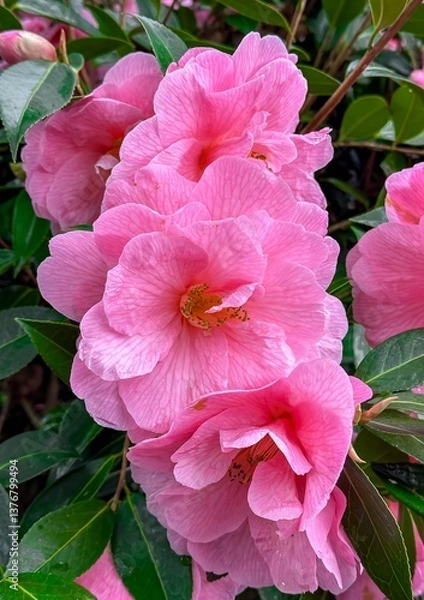 Fototapeta A pink camellia blooming in the spring