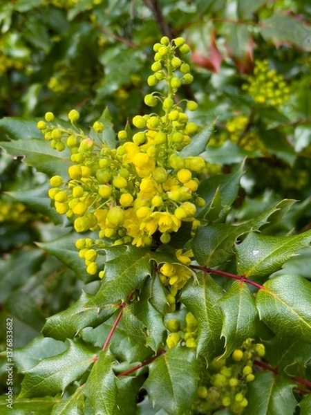 Fototapeta closeup of an Oregon Grape  flower -