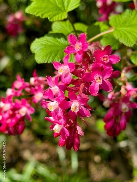Fototapeta closeup of a red current flower -