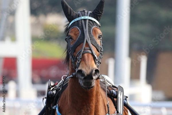 Obraz cheval de courses