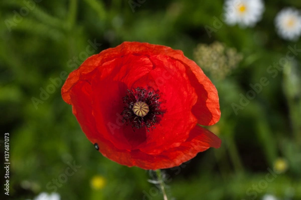 Fototapeta Klatschmohn