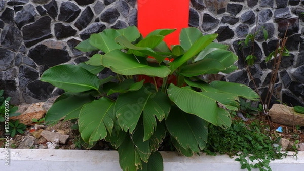 Obraz Lush Green Leaves in Front of a Red and White Modern Wall Design