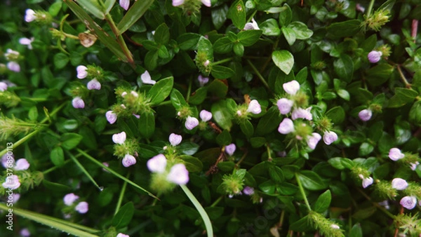 Obraz Lush Green Shrubbery with Delicate Purple Blossoms in a Natural Setting