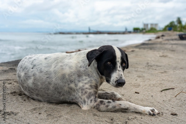 Obraz Dog resting on the sand of a beach on the coast of the Gulf of Morrosquillo, Colombia