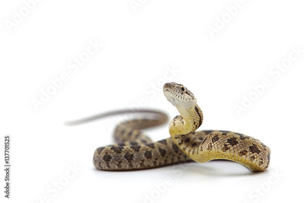 Obraz snake isolated on white background