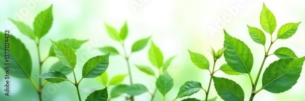 Fototapeta Leafy greens isolated on white background, delicate texture, greenery, flora, foliage
