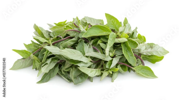 Obraz Fresh Thai Basil Leaves