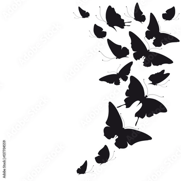 Fototapeta black butterfly, isolated on a white