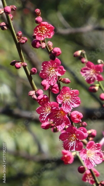 Obraz Flower Pink-31