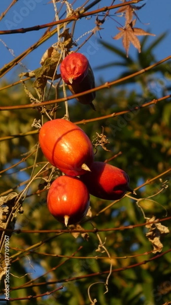 Obraz Fruit Orange-21