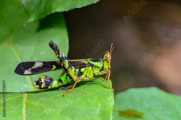 Obraz Monkey grasshopper or Erianthus versicolor Brunner, beautiful grasshopper on leaves with green background.