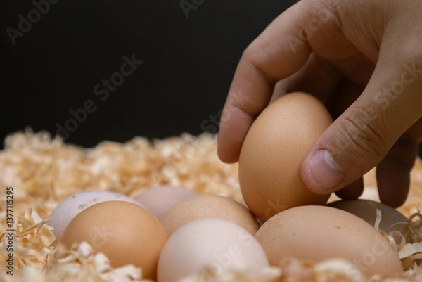 Obraz Hand picking up a brown egg