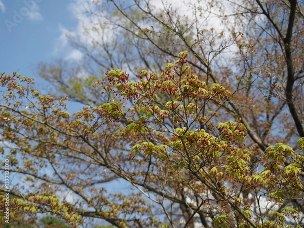 Fototapeta イロハモミジ