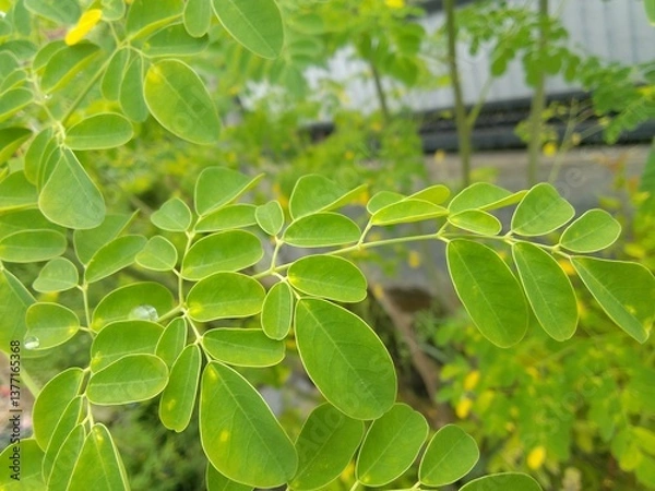 Fototapeta Close-up of the Bright Green Leaves of a Moringa Tree in a Natural Scene