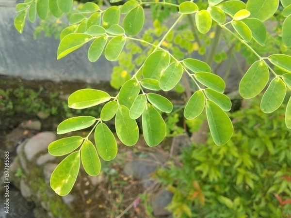 Fototapeta Close-up of the Bright Green Leaves of a Moringa Tree in a Natural Scene