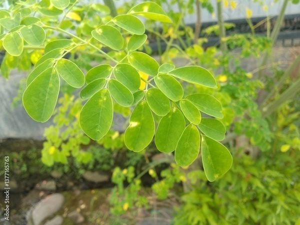 Fototapeta Close-up of the Bright Green Leaves of a Moringa Tree in a Natural Scene